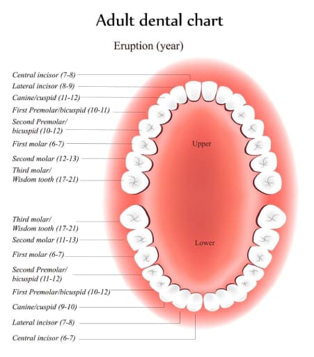 Meso Dental